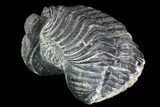 Bumpy, Partially Enrolled Drotops Trilobite - Long #100105-2